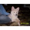 JESTONY SNOWS TORM AT 12 WEEKS ( BLUE )- A SAVANNAH/BLUE PUP-TYPICAL WHITE ( BLUE PIGMENT ) JESTONY PUPPY