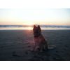 JESTONY WOLF BOY BLUE AT 1 YEAR OLD ( ZACH )- A RUBY/BLUE PUP-TYPICAL BLUE/RED SABLE JESTONY PUPPY