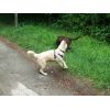 JESTONY SWEET SUMMER STORM AT 19 WEEKS ( ELLIE )- A SKYE/BLUE PUP-TYPICAL CREAM SABLE JESTONY PUPPY