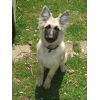 JESTONY SWEET SUMMER STORM AT 19 WEEKS ( ELLIE )- A SKYE/BLUE PUP-TYPICAL CREAM SABLE JESTONY PUPPY