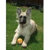 JESTONY SWEET SUMMER STORM AT 19 WEEKS ( ELLIE )- A SKYE/BLUE PUP-TYPICAL CREAM SABLE JESTONY PUPPY