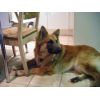 JESTONY WOLF BOY BLUE AT 1 YEAR OLD ( ZACH )- A RUBY/BLUE PUP-TYPICAL BLUE/RED SABLE JESTONY PUPPY