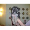 JESTONY SKY WALKER AT 5 WEEKS ( OZZIE )- A SKYE/BLUE PUP-TYPICAL BLACK/SABLE JESTONY PUPPY