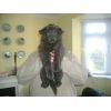 JESTONY BLUEBERRY CHARM AT 6 WEEKS- A SAVANNAH/BLUE PUP- TYPICAL SOLID BLUE JESTONY PUPPY