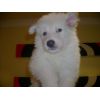 JESTONY SNOW STORM AT 6 WEEKS ( BLUE )- A SAVANNAH/BLUE PUP-TYPICAL WHITE ( BLUE PIGMENT ) JESTONY PUPPY