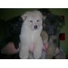 JESTONY SNOW STORM AT 6 WEEKS ( BLUE )- A SAVANNAH/BLUE PUP-TYPICAL WHITE ( BLUE PIGMENT ) JESTONY PUPPY