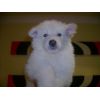 JESTONY SNOW STORM AT 6 WEEKS ( BLUE )- A SAVANNAH/BLUE PUP-TYPICAL WHITE ( BLUE PIGMENT ) JESTONY PUPPY