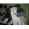 JESTONY SNOW STORM AT 6 WEEKS ( BLUE )- A SAVANNAH/BLUE PUP-TYPICAL WHITE ( BLUE PIGMENT ) JESTONY PUPPY
