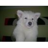 JESTONY SNOW STORM AT 6 WEEKS ( BLUE )- A SAVANNAH/BLUE PUP-TYPICAL WHITE ( BLUE PIGMENT ) JESTONY PUPPY
