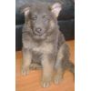 JESTONY BLUEBERRY SPARKLE AT 7 WEEKS ( GRACE )-A SAVANNAH/BLUE PUP- TYPICAL BLUE/GOLD JESTONY PUPPY