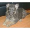 JESTONY BLUEBERRY DAZZLE AT 7 WEEKS- A SAVANNAH/BLUE PUP-TYPICAL BLUE/GOLD JESTONY PUPPY