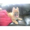 JESTONY WOLF BOY BLUE AT 8 WEEKS ( ZACH )- A RUBY/BLUE PUP-TYPICAL BLUE/RED SABLE JESTONY PUPPY