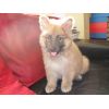 JESTONY RUBY BLUE AT 6 WEEKS ( SHALA )- A RUBY/BLUE PUP-TYPICAL BLUE SABLE JESTONY PUPPY