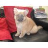 JESTONY RUBY BLUE AT 6 WEEKS ( SHALA )- A RUBY/BLUE PUP-TYPICAL BLUE SABLE JESTONY PUPPY