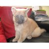 JESTONY RUBY BLUE AT 6 WEEKS ( SHALA )- A RUBY/BLUE PUP-TYPICAL BLUE SABLE JESTONY PUPPY