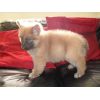 JESTONY RUBY BLUE AT 6 WEEKS ( SHALA )- A RUBY/BLUE PUP-TYPICAL BLUE SABLE JESTONY PUPPY
