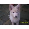 JESTONY SNOWS TORM AT 12 WEEKS ( BLUE )- A SAVANNAH/BLUE PUP-TYPICAL WHITE ( BLUE PIGMENT ) JESTONY PUPPY