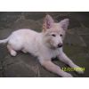 JESTONY SNOWS TORM AT 12 WEEKS ( BLUE )- A SAVANNAH/BLUE PUP-TYPICAL WHITE ( BLUE PIGMENT ) JESTONY PUPPY