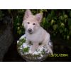 JESTONY SNOWS TORM AT 12 WEEKS ( BLUE )- A SAVANNAH/BLUE PUP-TYPICAL WHITE ( BLUE PIGMENT ) JESTONY PUPPY