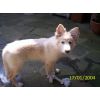 JESTONY SNOWS TORM AT 12 WEEKS ( BLUE )- A SAVANNAH/BLUE PUP-TYPICAL WHITE ( BLUE PIGMENT ) JESTONY PUPPY