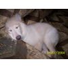 JESTONY SNOWS TORM AT 12 WEEKS ( BLUE )- A SAVANNAH/BLUE PUP-TYPICAL WHITE ( BLUE PIGMENT ) JESTONY PUPPY