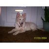 JESTONY SNOWS TORM AT 6 MONTHS ( BLUE )- A SAVANNAH/BLUE PUP-TYPICAL WHITE ( BLUE PIGMENT ) JESTONY PUPPY