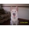 JESTONY SNOWS TORM AT 6 MONTHS ( BLUE )- A SAVANNAH/BLUE PUP-TYPICAL WHITE ( BLUE PIGMENT ) JESTONY PUPPY