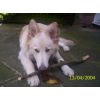 JESTONY SNOWS TORM AT 6 MONTHS ( BLUE )- A SAVANNAH/BLUE PUP-TYPICAL WHITE ( BLUE PIGMENT ) JESTONY PUPPY