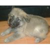 JESTONY SKY ROCKET AT 6 WEEKS ( ROCKET )- A SKYE/BLUE PUP-TYPICAL CREAM SABLE JESTONY PUPPY