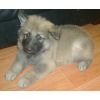 JESTONY SKY ROCKET AT 6 WEEKS ( ROCKET )- A SKYE/BLUE PUP-TYPICAL CREAM SABLE JESTONY PUPPY