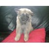 JESTONY SKY ROCKET AT 6 WEEKS ( ROCKET )- A SKYE/BLUE PUP-TYPICAL CREAM SABLE JESTONY PUPPY