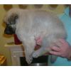 JESTONY SWEET SUMMER STORM AT 5 WEEKS ( ELLIE )- A SKYE/BLUE PUP-TYPICAL CREAM SABLE JESTONY PUPPY
