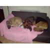 JESTONY SKY ROCKET AT 18 WEEKS ( ROCKET )- A SKYE/BLUE PUP-TYPICAL CREAM SABLE JESTONY PUPPY
