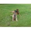 JESTONY SKY ROCKET AT 18 WEEKS ( ROCKET )- A SKYE/BLUE PUP-TYPICAL CREAM SABLE JESTONY PUPPY