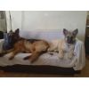 JESTONY SKYE ROCKET AT 18 WEEKS ( ROCKET )- A SKYE/BLUE PUP-TYPICAL CREAM SABLE JESTONY PUPPY