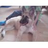 JESTONY SKY ROCKET AT 18 WEEKS ( ROCKET )- A SKYE/BLUE PUP-TYPICAL CREAM SABLE JESTONY PUPPY