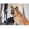 JESTONY GOLDEN DESTINY AT 1 YEAR OLD ( FAITH )- A RUBY/BLUE PUP-TYPICAL GOLD SABLE JESTONY PUPPY