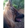 JESTONY BLUEBERRY SPARKLE AT 1 YEAR OLD ( GRACE )- A SAVANNAH/BLUE PUP-TYPICAL BLUE/GOLD JESTONY PUPPY