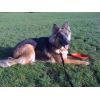 JESTONY BLUEBERRY SPARKLE AT 1 YEAR OLD ( GRACE )- A SAVANNAH/BLUE PUP-TYPICAL BLUE/GOLD JESTONY PUPPY