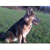 JESTONY BLUEBERRY SPARKLE AT 1 YEAR OLD ( GRACE )- A SAVANNAH/BLUE PUP-TYPICAL BLUE/GOLD JESTONY PUPPY
