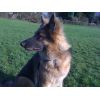 JESTONY BLUEBERRY SPARKLE AT 1 YEAR OLD ( GRACE )- A SAVANNAH/BLUE PUP-TYPICAL BLUE/GOLD JESTONY PUPPY