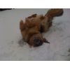 JESTONY BLUEBERRY SPARKLE AT 1 YEAR OLD  ( GRACE )- A SAVANNAH/BLUE PUP-TYPICAL BLUE/GOLD JESTONY PUPPY