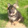 JESTONY SKY PILOT AT 8 WEEKS- A SKYE/BLUE PUP-TYPICAL BLACK/GOLD JESTONY PUPPY