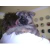 JESTONY SILVER PHOENIX AT 6 WEEKS ( ZOE )- A MADDIE/SAXON PUP-TYPICAL SILVER SABLE JESTONY PUPPY