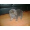 JESTONY OCEANA BLUE AT 4 WEEKS ( MISTY )- A RUBY/BLUE PUP-TYPICAL BLUE/GOLD JESTONY PUPPY