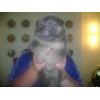 JESTONY OCEANA BLUE AT 4 WEEKS ( MISTY )- A RUBY/BLUE PUP-TYPICAL BLUE/GOLD JESTONY PUPPY