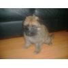 JESTONY GOLDEN DESTINY AT 4 WEEKS ( FAITH )- A RUBY/BLUE PUP-TYPICAL GOLD SABLE JESTONY PUPPY