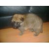 JESTONY GOLDEN DESTINY AT 4 WEEKS ( FAITH )- A RUBY/BLUE PUP-TYPICAL GOLD SABLE JESTONY PUPPY
