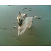 JESTONY CREME DE MONTHE AT 22 WEEKS ( PERSIA )- A SKYE/BLUE PUP-TYPICAL CREAM SABLE JESTONY PUP