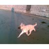 JESTONY CREME DE MONTHE AT 22 WEEKS ( PERSIA )- A SKYE/BLUE PUP-TYPICAL CREAM SABLE JESTONY PUPPY